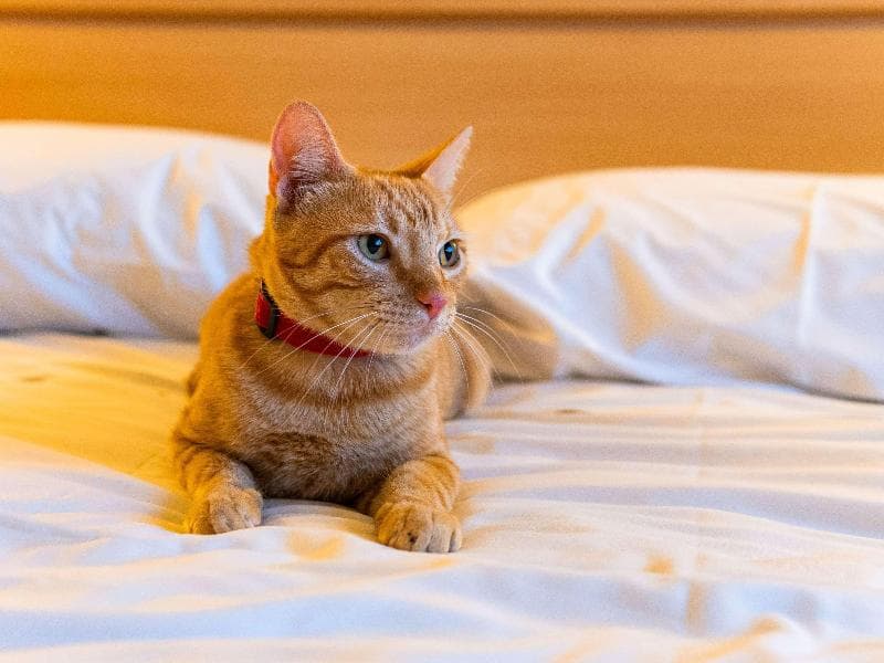 Ibis Novo Hamburgo 2