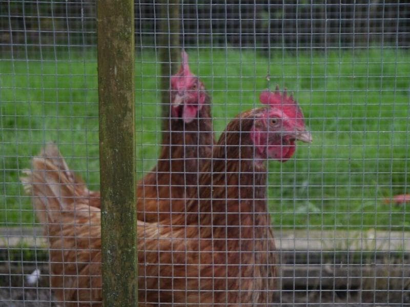 Hurst Farm 5