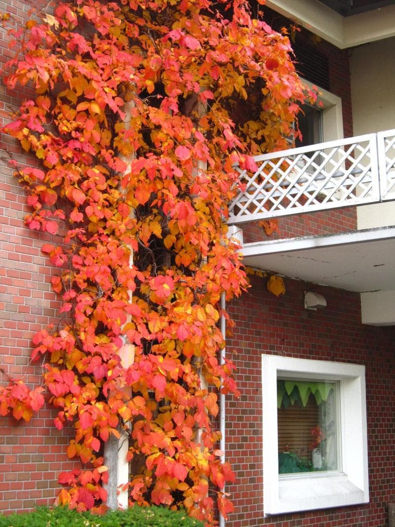 Hotel Shirakabaso Shiga Kogen 5