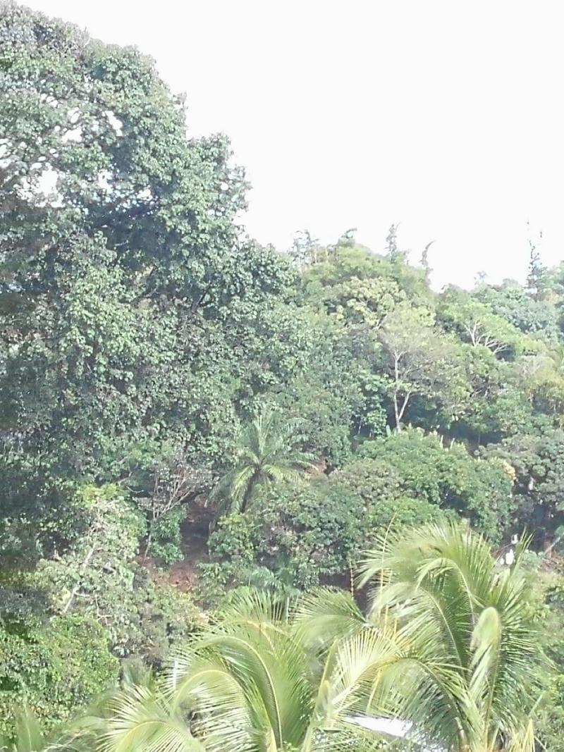 Natural Pacific Suites 2