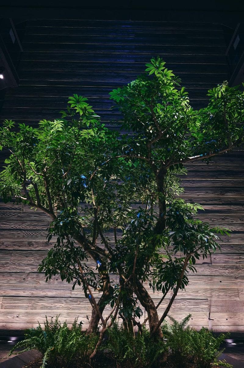 Nol Kyoto Sanjo 3