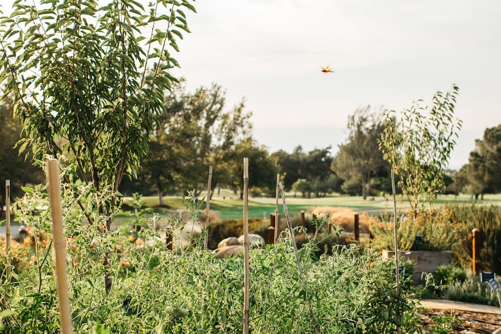 Temecula Creek Inn main