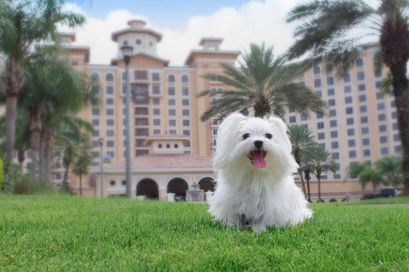 Rosen Shingle Creek 2