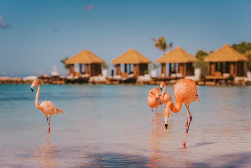 Renaissance Wind Creek Aruba Resort photo 1