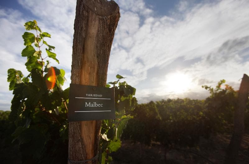 Rosell Boher Winery Lodge & Spa 2